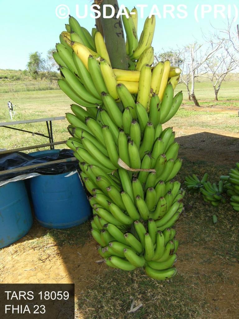 Fhia 23 Banana Agrobiotech